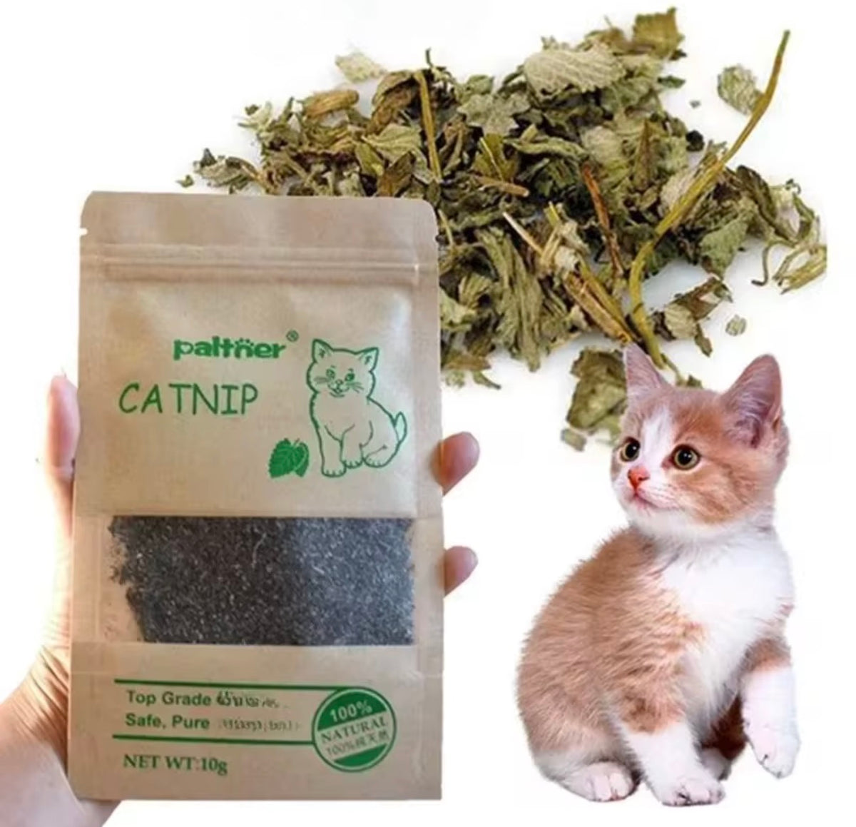 Sachet d'herbe à chat de 10 g tenu en main, avec un chaton