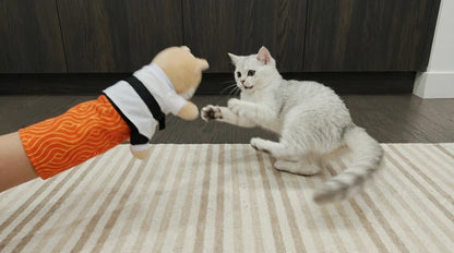Judo Cat