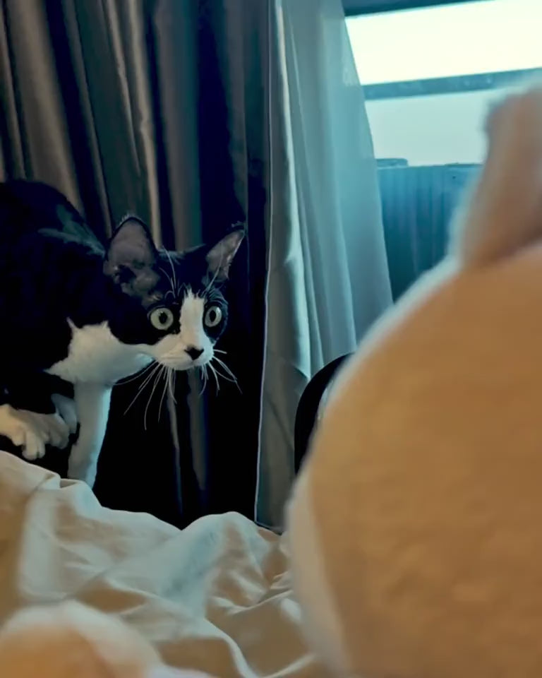 Charger la vidéo : 